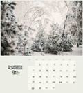 Календарь настенный. Календарь леса 2020. Женя Иголкина, Оля Сергеева